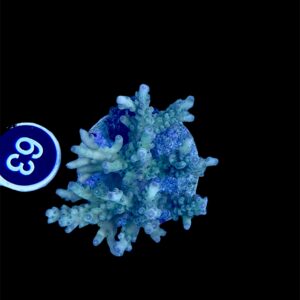 Acropora Loripes M, WYSIWYG