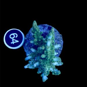 Acropora Loripes M, WYSIWYG