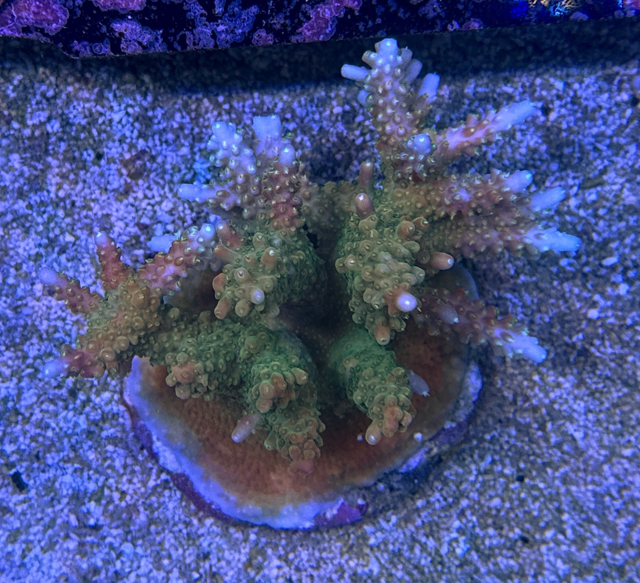 Acropora Aspera L, WYSIWYG – Bild 2