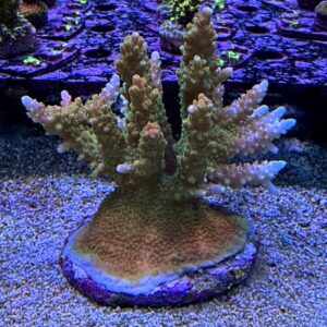 Acropora Aspera L, WYSIWYG