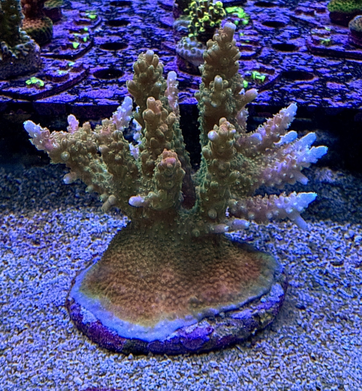 Acropora Aspera L, WYSIWYG