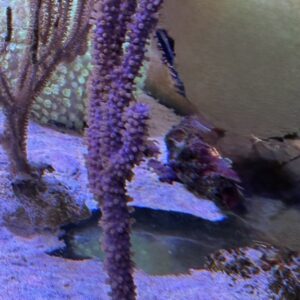 Gorgonie sp. WYSIWIG