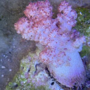 Dendronephthya divaricata  red/rosa M WYSIWYG