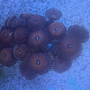 Zoanthus Cats Eye WYSIWYG