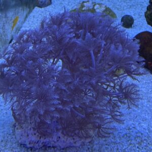 Xenia umbellata Pumpende Xenien WYSIWYG