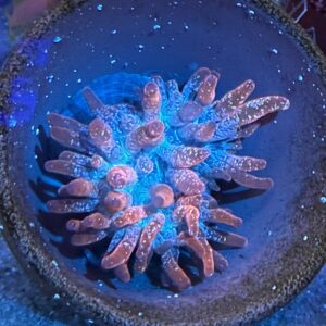 Entaqmea Quadricolor, Multicolor Corn, Orange Tips  Anemone S/M WYSIWYG