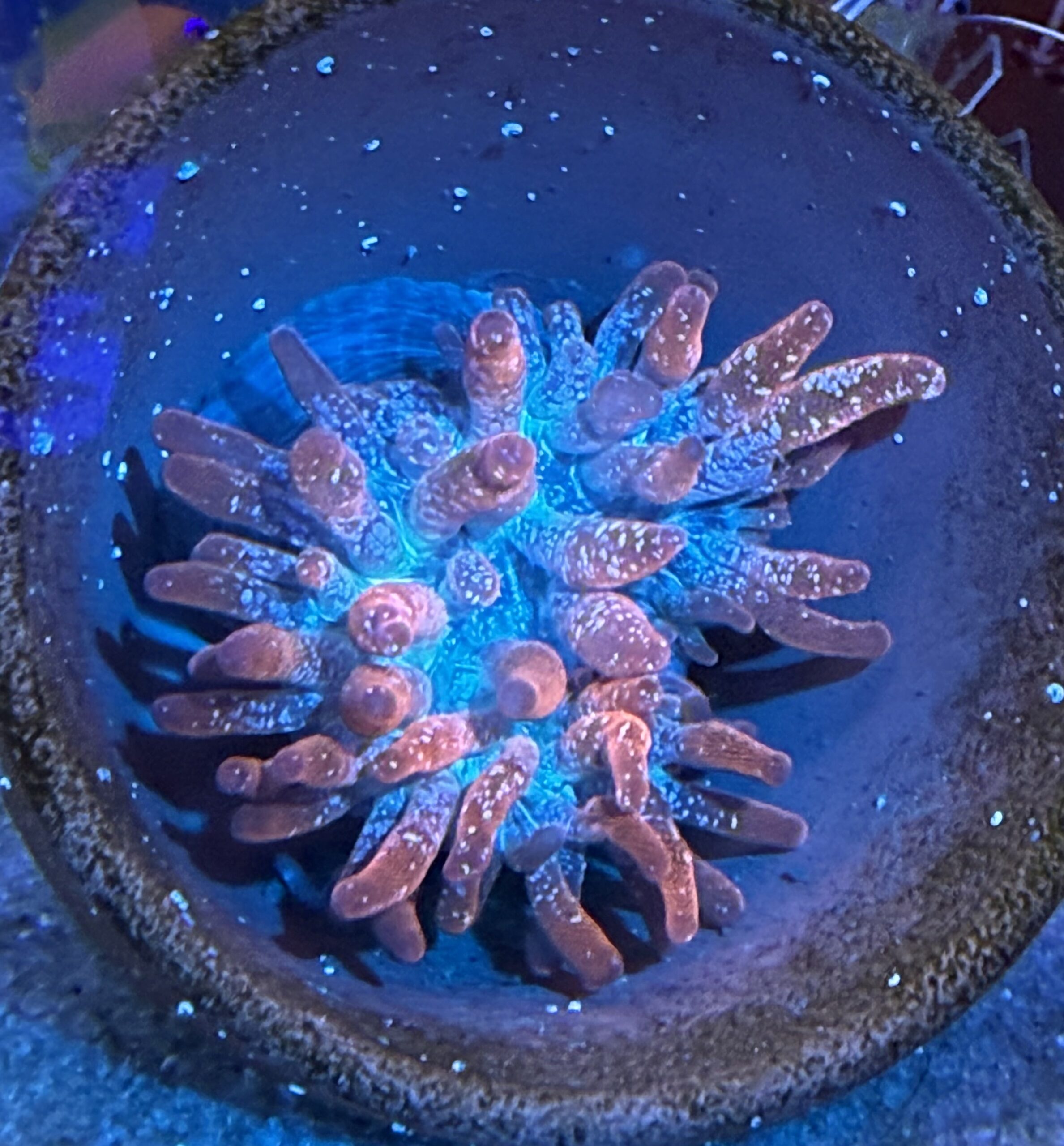 Entaqmea Quadricolor, Multicolor Corn, Orange Tips Anemone S/M WYSIWYG