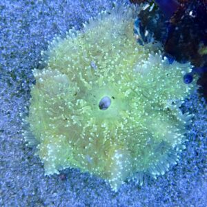 Heteractis Malu Yellow Sand Anemone WYSIWIG