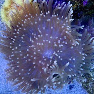 Heteractis Malu Purple Sand Anemone WYSIWIG