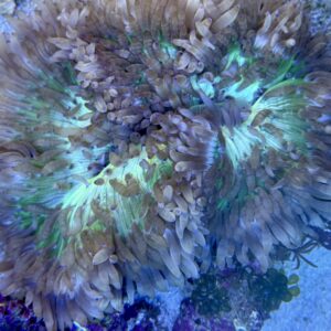 Heteractis Malu Sand Anemone WYSIWIG