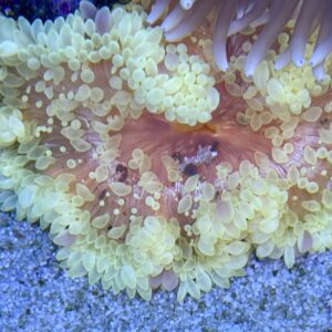 Heteractis Malu Yellow Sand Anemone WYSIWIG