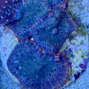 Rhodactis (ganzer Stein) WYSIWIG