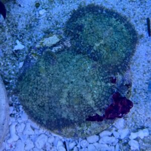 Rhodactis (ganzer Stein) WYSIWIG