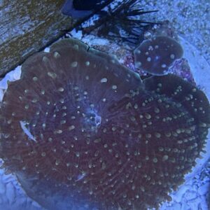 Amplexidiscus fenestrafer/scleractinia WYSIWIG