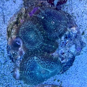 Rhodactis (ganzer Stein) WYSIWIG