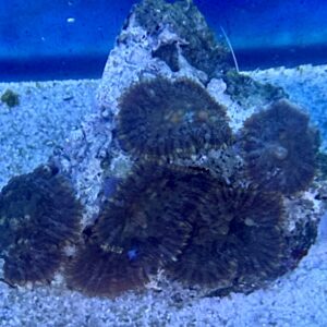 Rhodactis (ganzer Stein) WYSIWIG