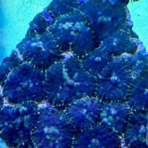 Rhodactis (ganzer Stein) WYSIWIG