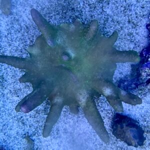 Lobophylum rose green WYSIWIG