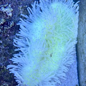 Heteractis Malu Sand Anemone WYSIWIG