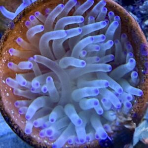 Condylactis gigantea WYSIWIG