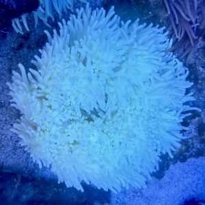 Heteractis Malu White Milky WYSIWIG