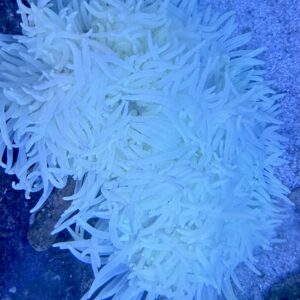 Heteractis Malu White Milky WYSIWIG