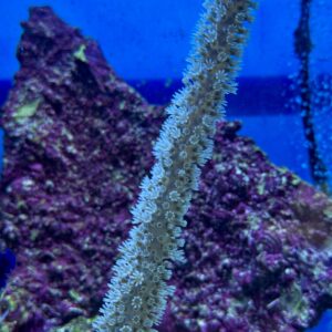 Eunice calyculata WYSIWIG