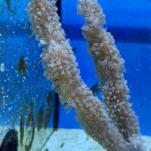 Plexaurella nutans WYSIWIG