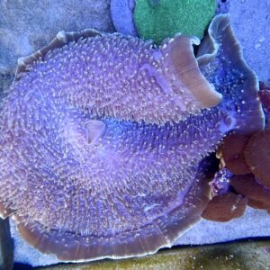 Discosoma Ear Elepant Mushroom WYSIWIG