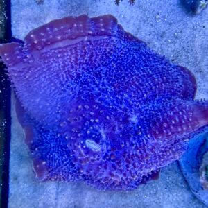 Discosoma Ear Elepant Mushroom WYSIWIG