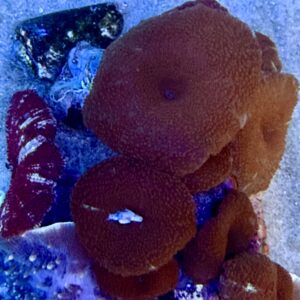 Discosoma red Mushroom WYSIWIG