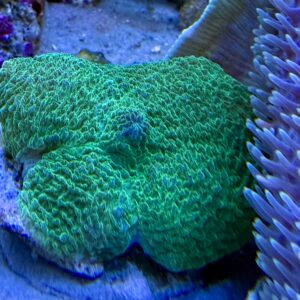 amplexidiscus fenestrafer/scleractinia WYSIWIG