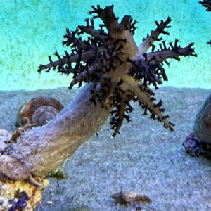 Sphaerella black WYSIWIG