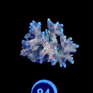 Acropora Millepora Rainbow L, WYSIWYG