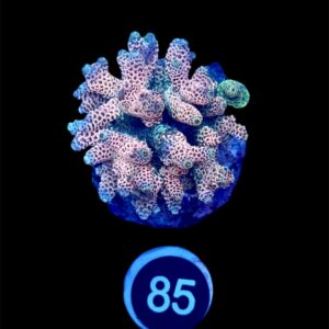 Acropora Millepora Pink L, WYSIWYG