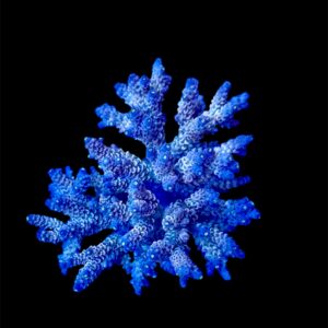Acropora Tenuis XL, WYSIWYG