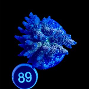 Acropora Tenuis L, WYSIWYG