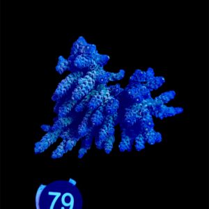 Acropora Tenuis L, WYSIWYG