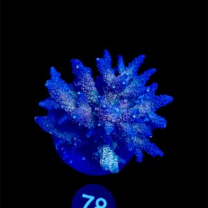 Acropora Tenuis L, WYSIWYG