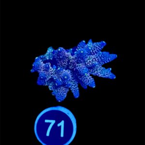 Acropora Tenuis L, WYSIWYG