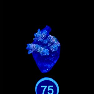 Acropora Tenuis L, WYSIWYG