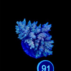 Acropora Tenuis L, WYSIWYG