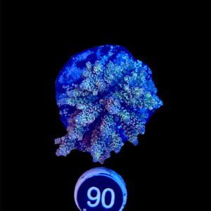 Acropora Tenuis L, WYSIWYG