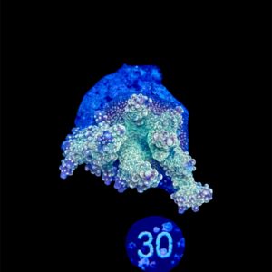 Acropora Aspera L, WYSIWYG