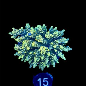 Acropora Tenuis Yellow XL, WYSIWYG