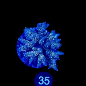 Acropora Tenuis L, WYSIWYG