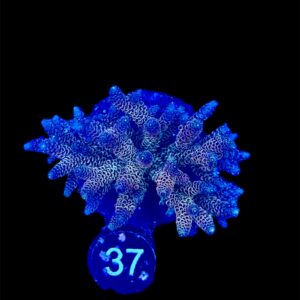 Acropora Millepora Purple L, WYSIWYG