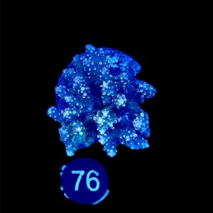 Acropora Lastitela L, WYSIWYG