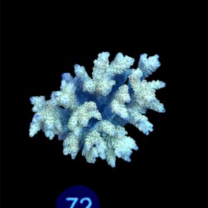 Acropora Microclados Orange L, WYSIWYG