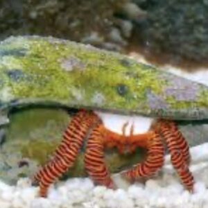 Ciliopagurus strigatus Ringelsocken-Einsiedlerkrebs